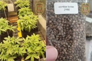 Imagem ilustrativa sobre Df no Distrito Federal