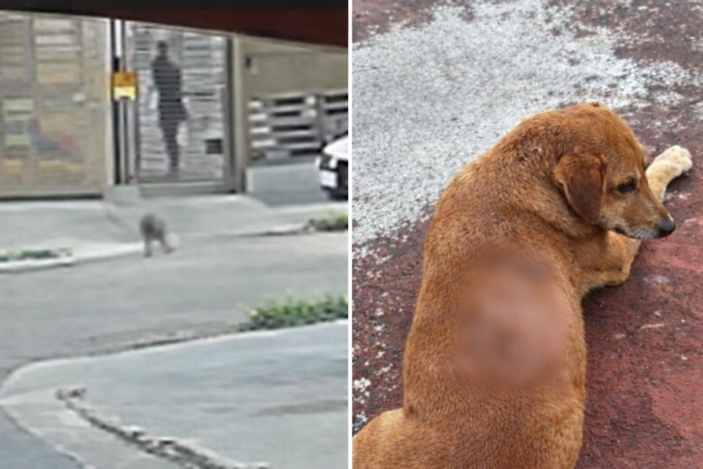 Cão comunitário sofre queimaduras após ser atingido com óleo quente em Goiânia