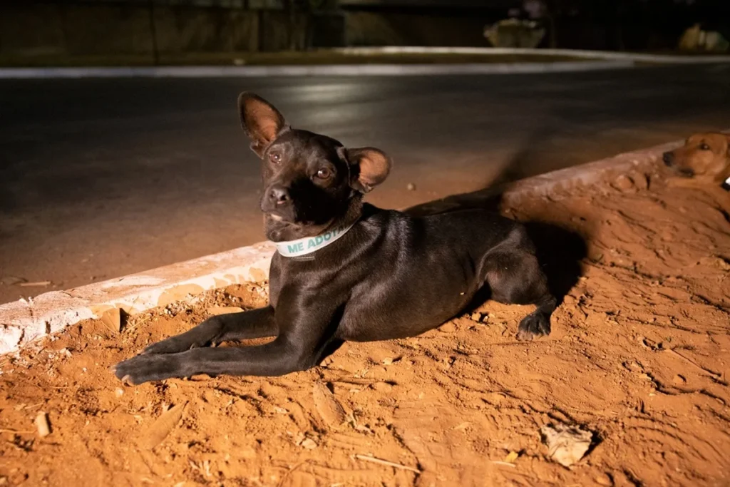 Imagem de caso registrado no Distrito Federal