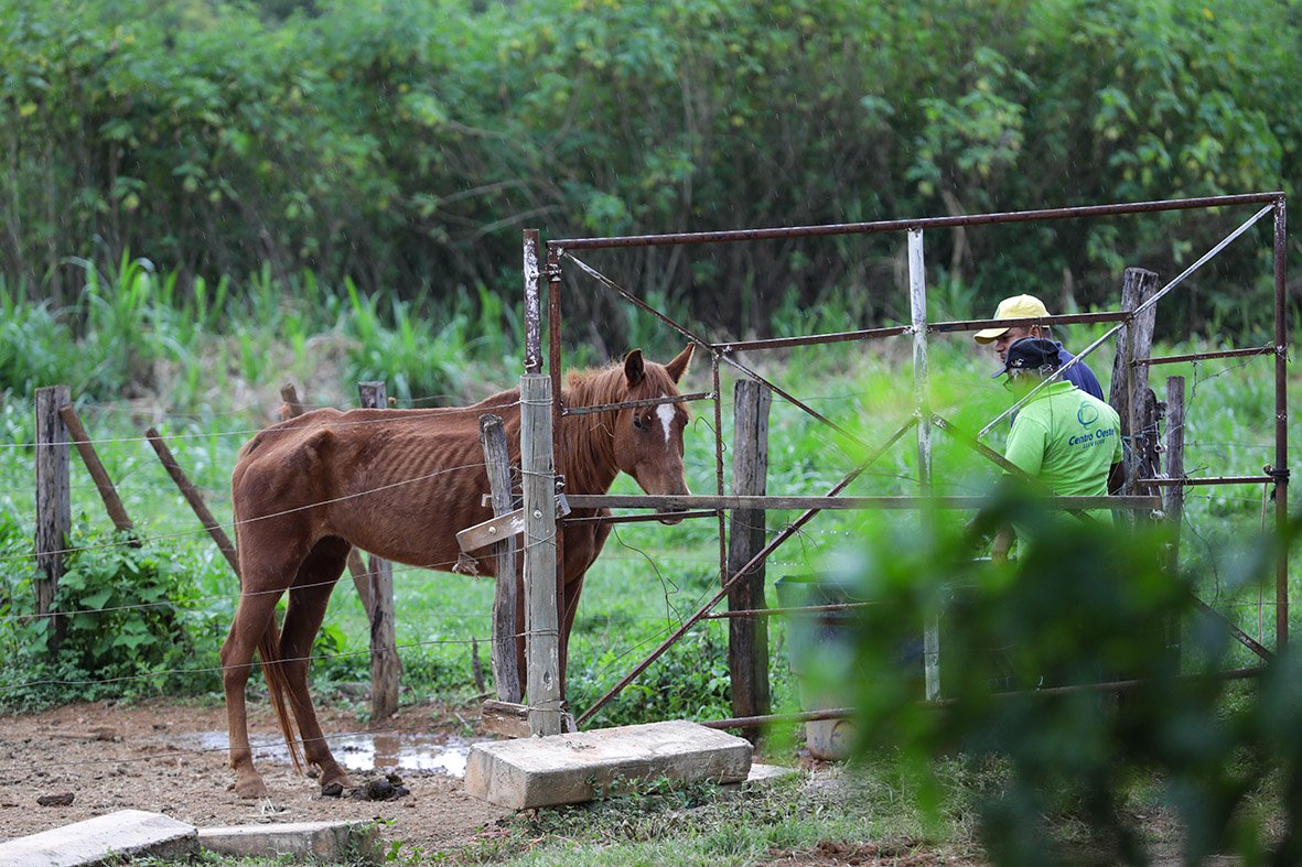 Apreensões de animais de grande porte triplicam no DF em 2025; adoções também crescem