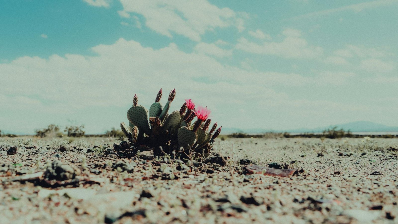 Destruição da Caatinga pode acelerar desertificação do país, alerta ministro Capobianco