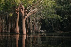 Idesam oferece bolsas de até R$ 7,5 mil para fomentar bioeconomia amazônica