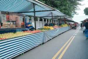 Festival do Cambuci celebra fruta nativa da Mata Atlântica em Paranapiacaba (SP)
