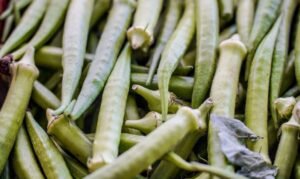 Garantia-Safra: governo divulga municípios que receberão pagamento de R$ 1,2 mil em abril