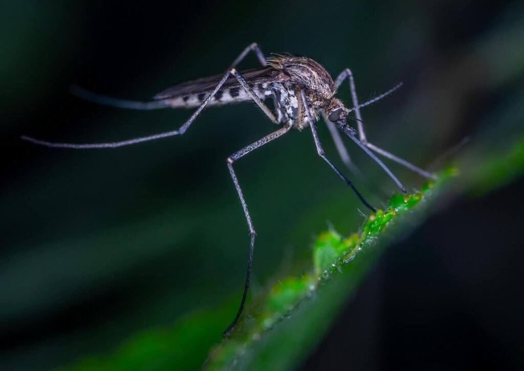 Estudo da Fiocruz aponta risco 17 vezes maior de Síndrome de Guillain-Barré após dengue