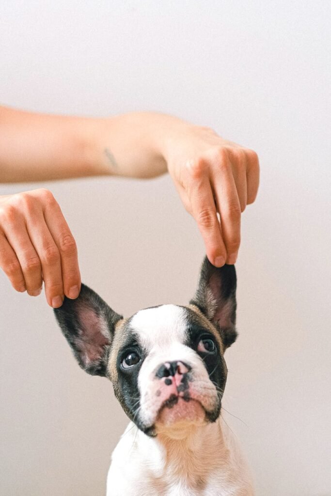 Sancionada lei que define guarda compartilhada de pets após separação
