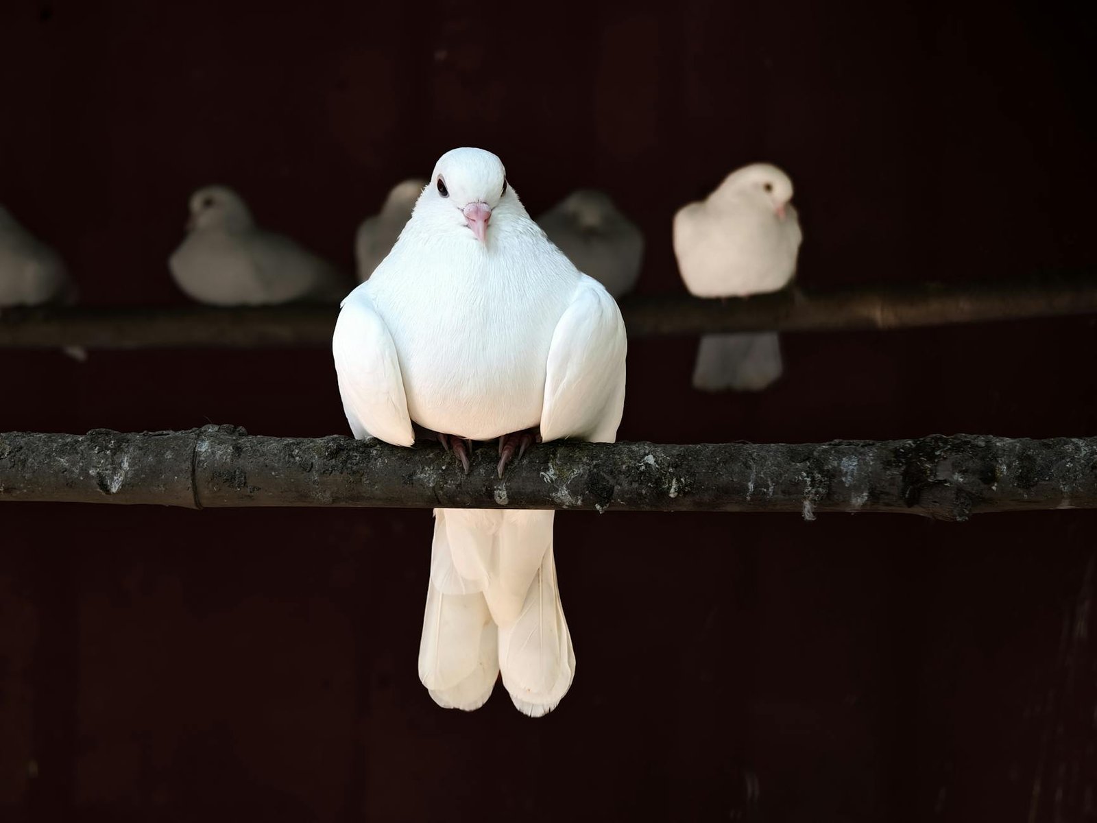 Irã e Hezbollah atribuem cessar-fogo no Líbano à união do Eixo da Resistência