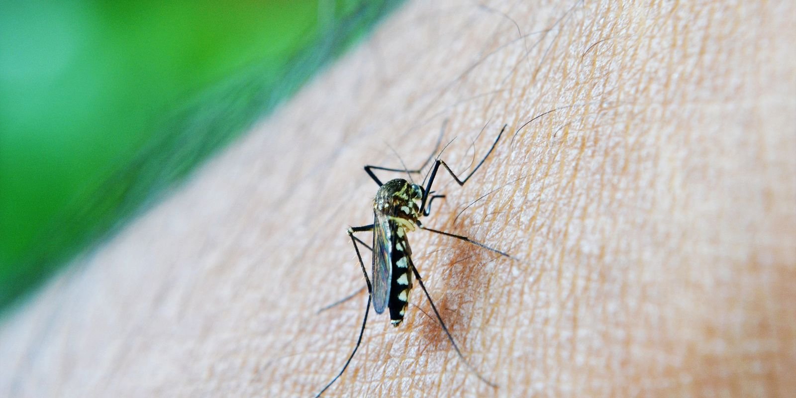 OMS: dengue deixou de ser doença tropical e virou indicador das mudanças climáticas