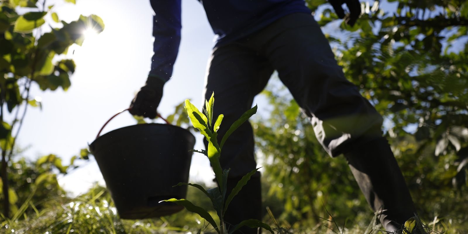 Governo lança plano nacional de bioeconomia com metas para Amazônia e Cerrado