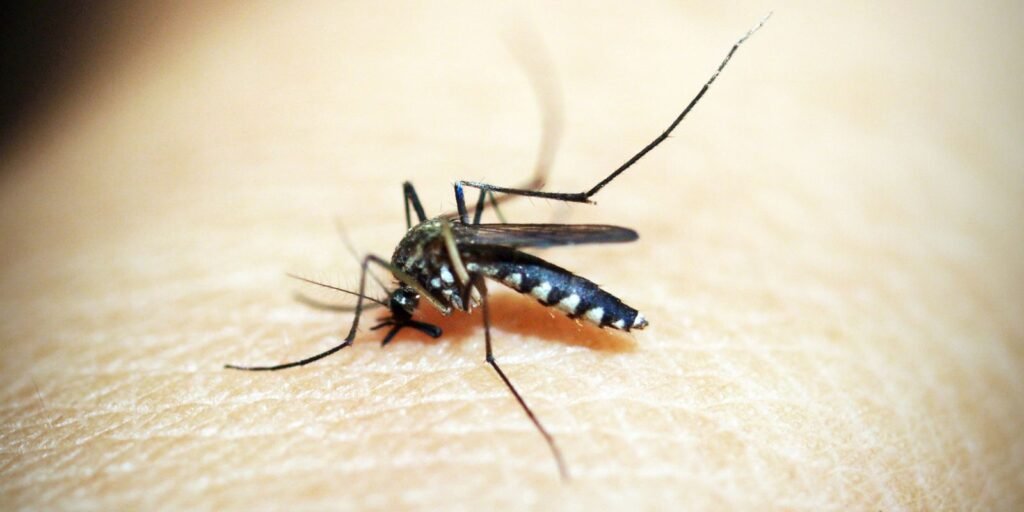 Vírus zika pesquisa