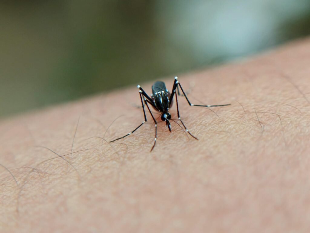 Dengue DF controle