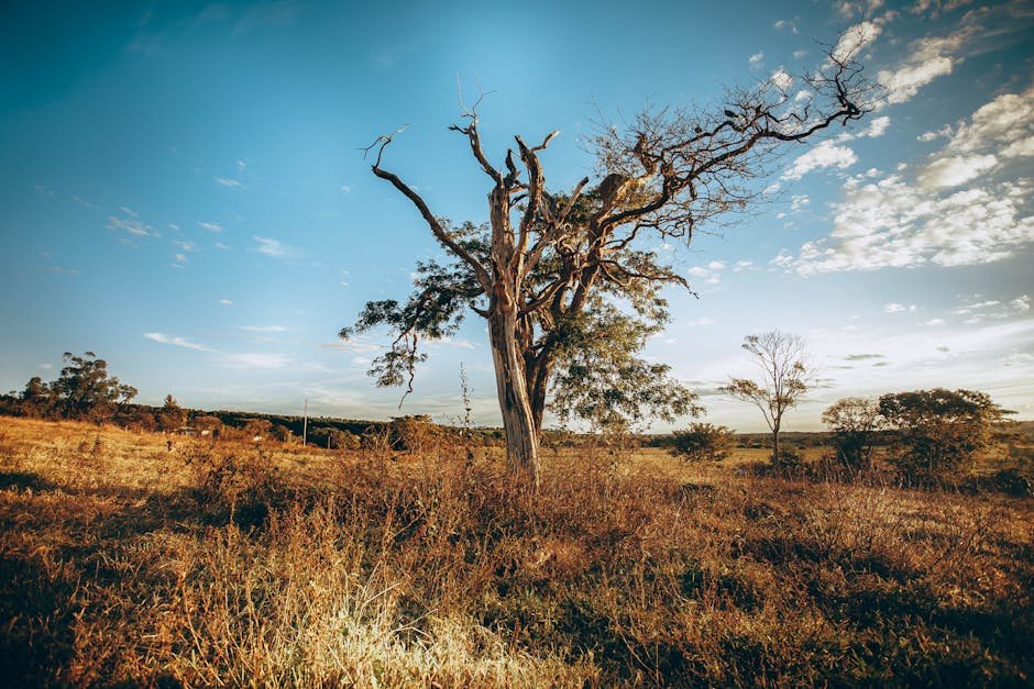 Céu limpo e seco sobre paisagem do cerrado