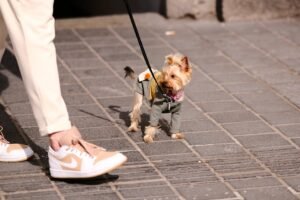 CLDF aprova projeto que obriga estabelecimentos comerciais a serem pet friendly