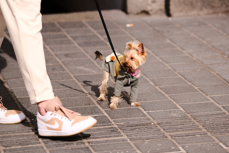 CLDF aprova projeto que obriga estabelecimentos comerciais a serem pet friendly