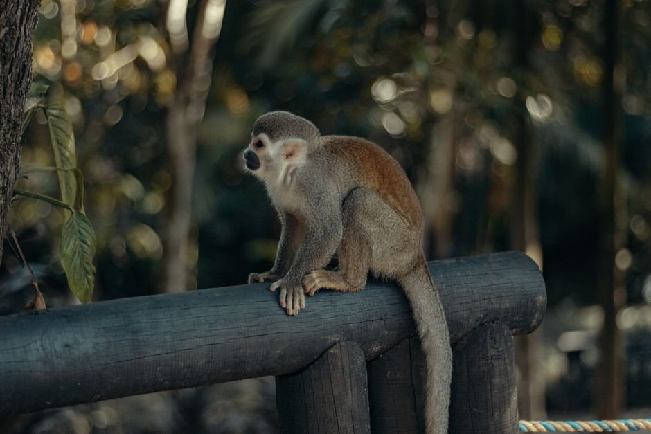 Famílias visitando recinto de animais em zoológico