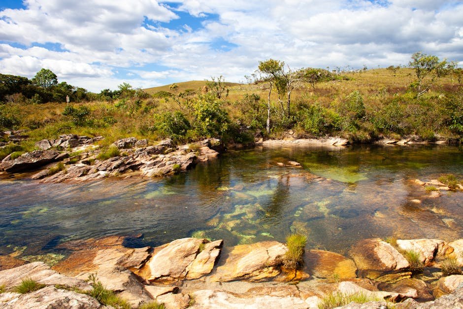 Vegetação típica de cerrado em paisagem natural