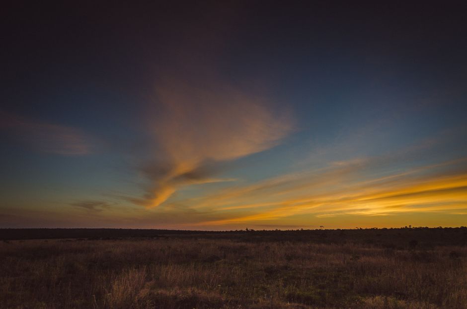 Cerrado: o bioma de Brasília e por que ele pega fogo na seca