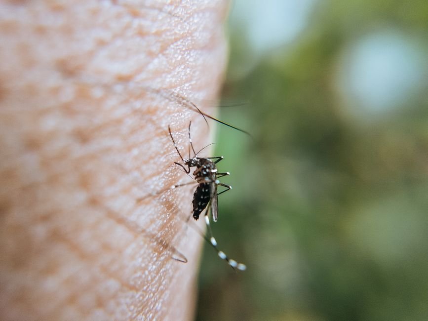 Casos de dengue caem 75% no Brasil em 2026
