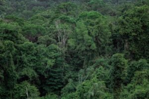Desmatamento na Amazonia cai 61,4% em maio e atinge menor indice da historia