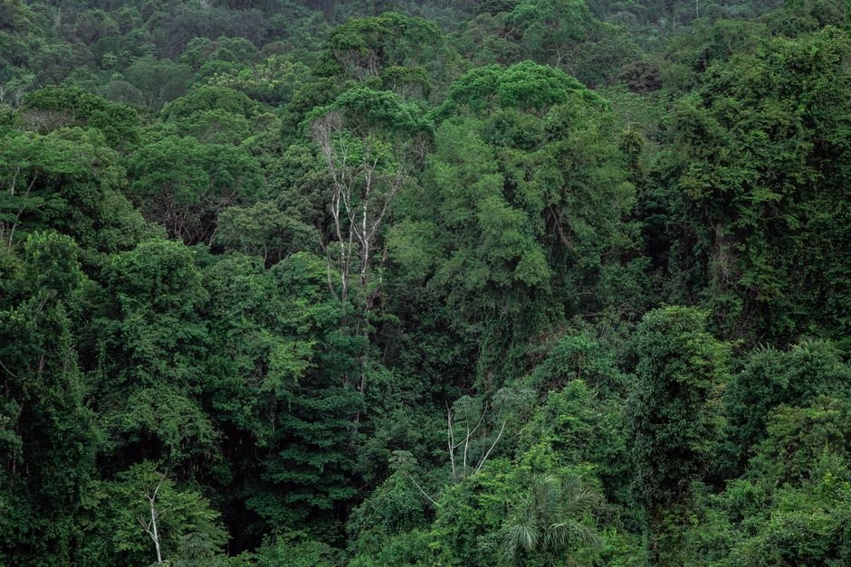 Desmatamento na Amazonia cai 61,4% em maio e atinge menor indice da historia
