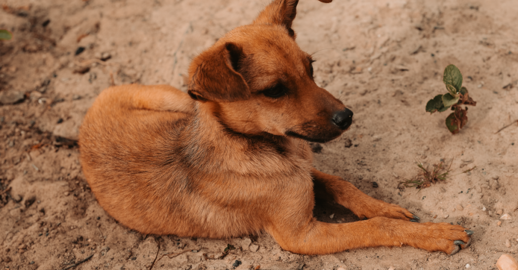 Cão de porte médio e pelagem caramelo deitado em terreno de areia, em referência aos cães comunitários do Gama