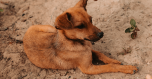 Cão de porte médio e pelagem caramelo deitado em terreno de areia, em referência aos cães comunitários do Gama