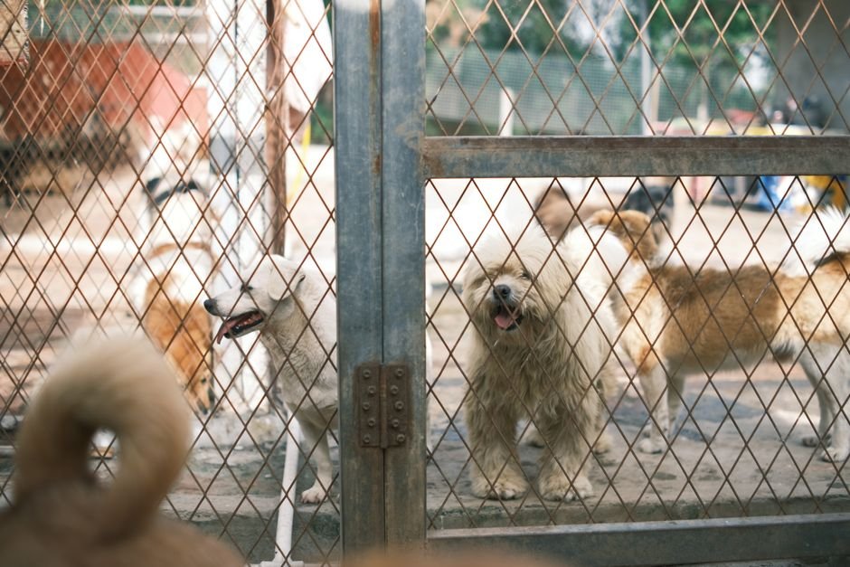 Adoção de cães e gatos no DF: onde adotar e como funciona o processo