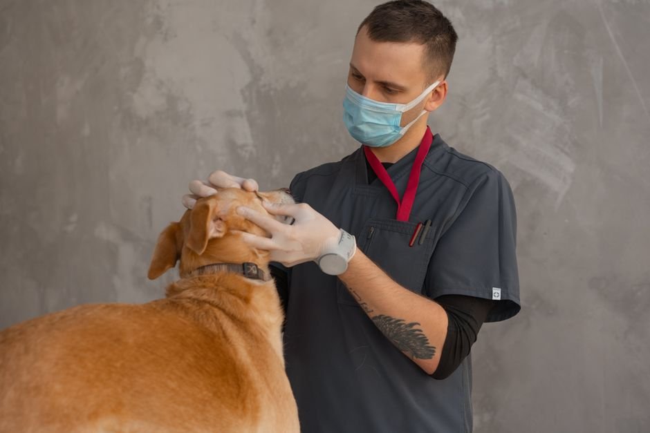 Castração gratuita de cães e gatos no DF: como agendar pelo Agenda DF