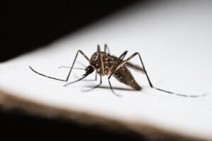 Casos de dengue caem 75% no Brasil em 2026, e país amplia vacina do Butantan