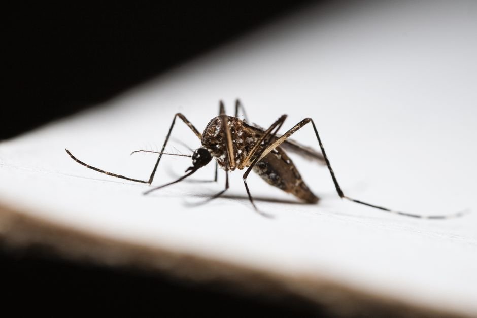 Casos de dengue caem 75% no Brasil em 2026, e país amplia vacina do Butantan