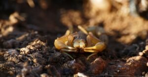 Escorpião amarelo sobre solo de terra em imagem aproximada