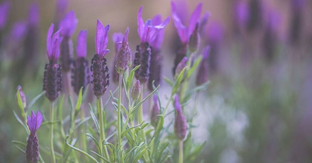 Flores de lavanda roxas em close, em campo aberto sob luz natural