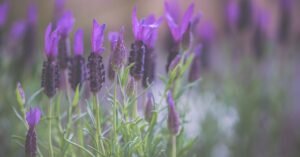 Flores de lavanda roxas em close, em campo aberto sob luz natural
