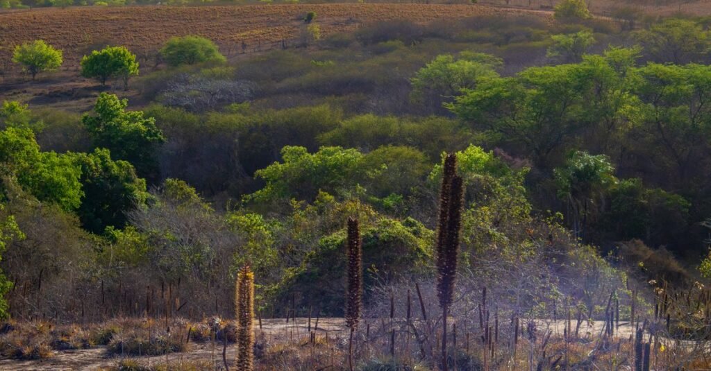 Vegetação seca de cerrado ao entardecer, com arbustos ressecados e solo claro