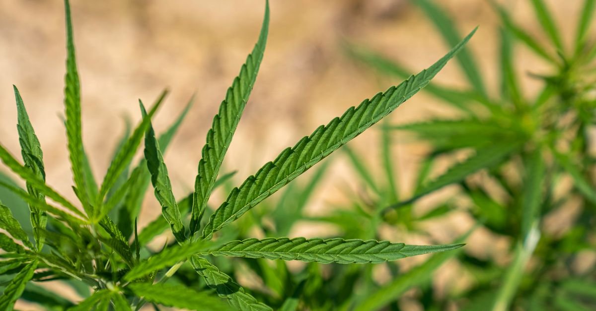 Folhas de cannabis em close, cultivadas ao ar livre