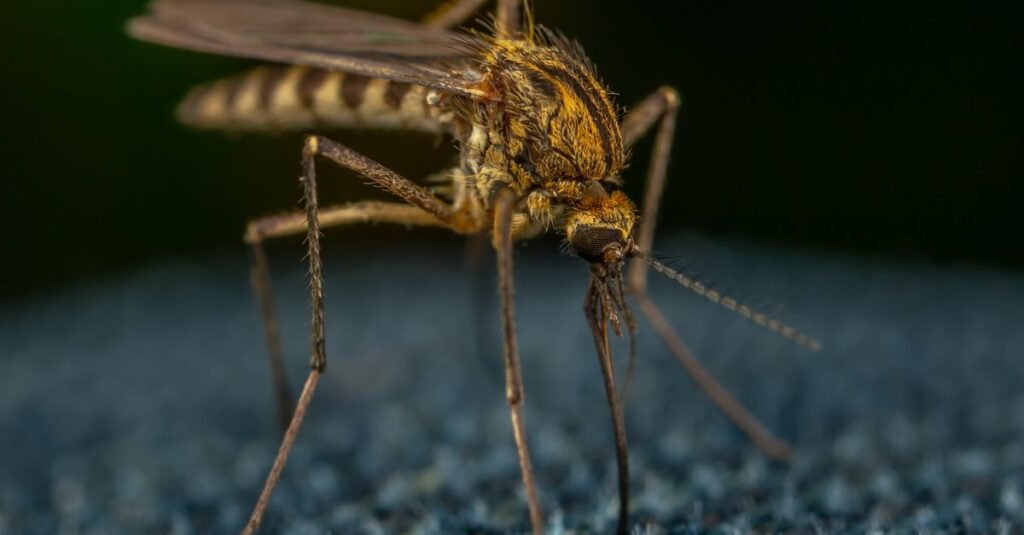 Mosquito pousado em superfície de tecido, em imagem de close