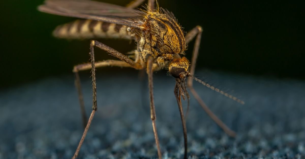 Mosquito pousado em superfície de tecido, em imagem de close