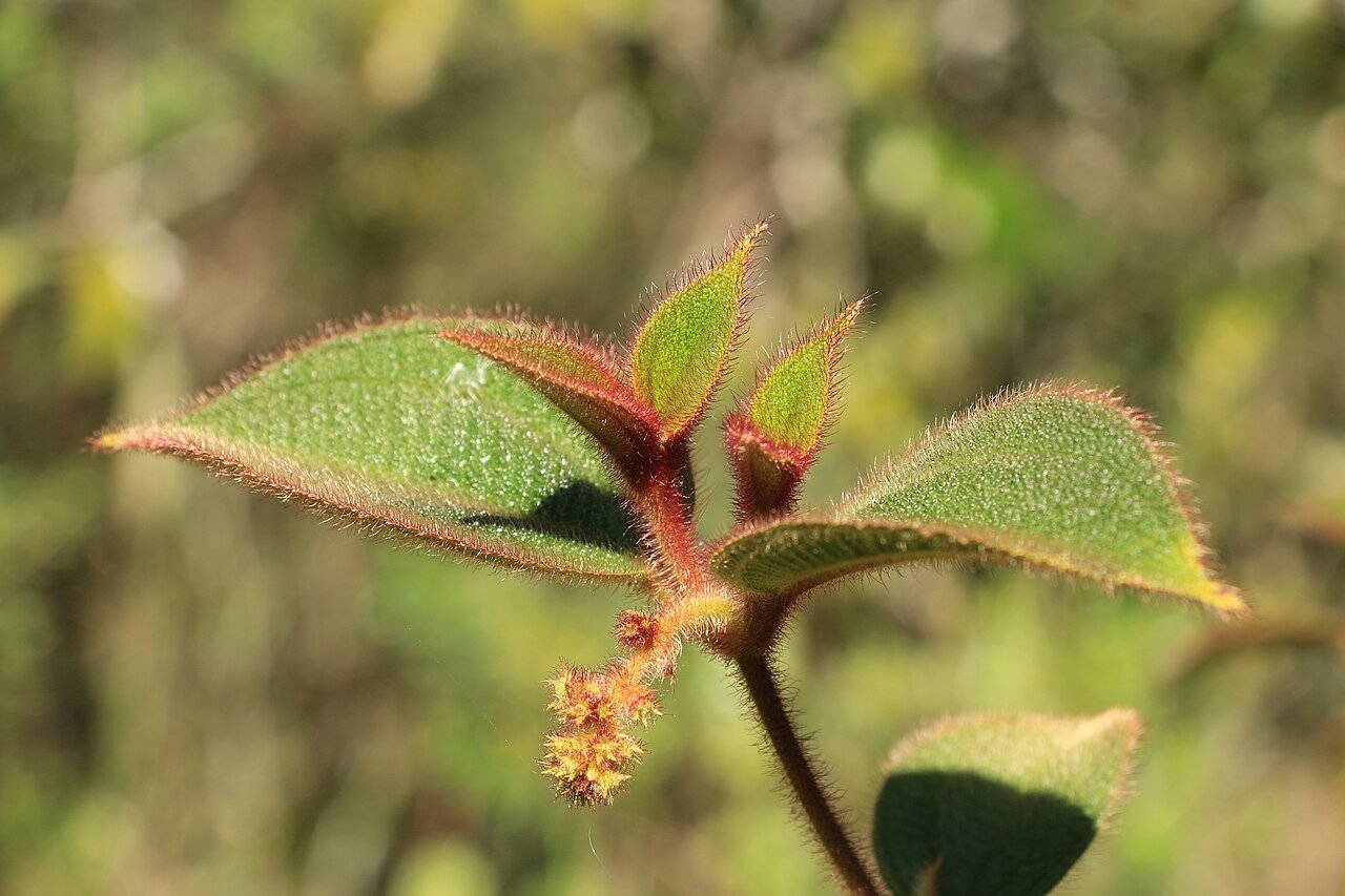 Folhas jovens de planta nativa do cerrado em close, com fina camada de pelos avermelhados