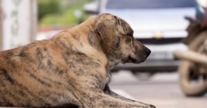 Cachorro de pelagem tigrada deitado na calçada ao lado de uma rua com veículos estacionados
