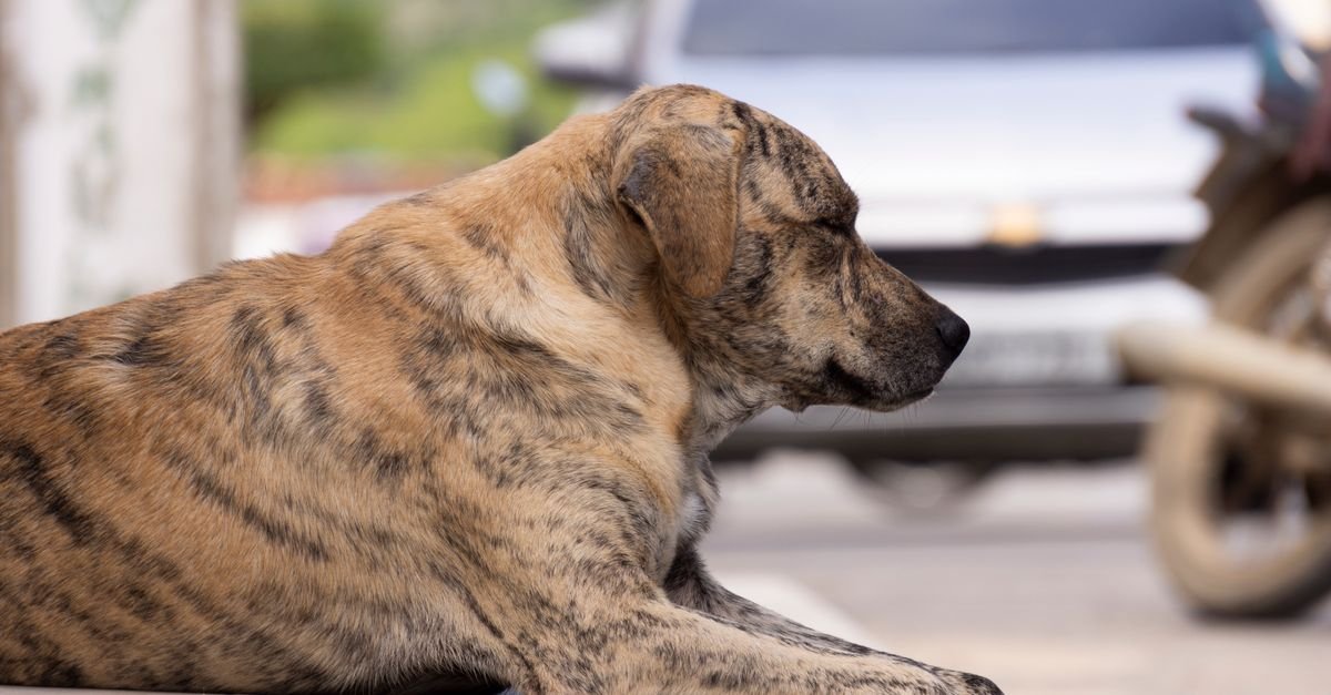 Cachorro de pelagem tigrada deitado na calçada ao lado de uma rua com veículos estacionados