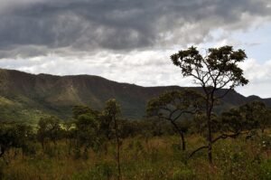 Vegetação típica do Cerrado, com árvores de troncos retorcidos e campo aberto diante de um paredão de chapada