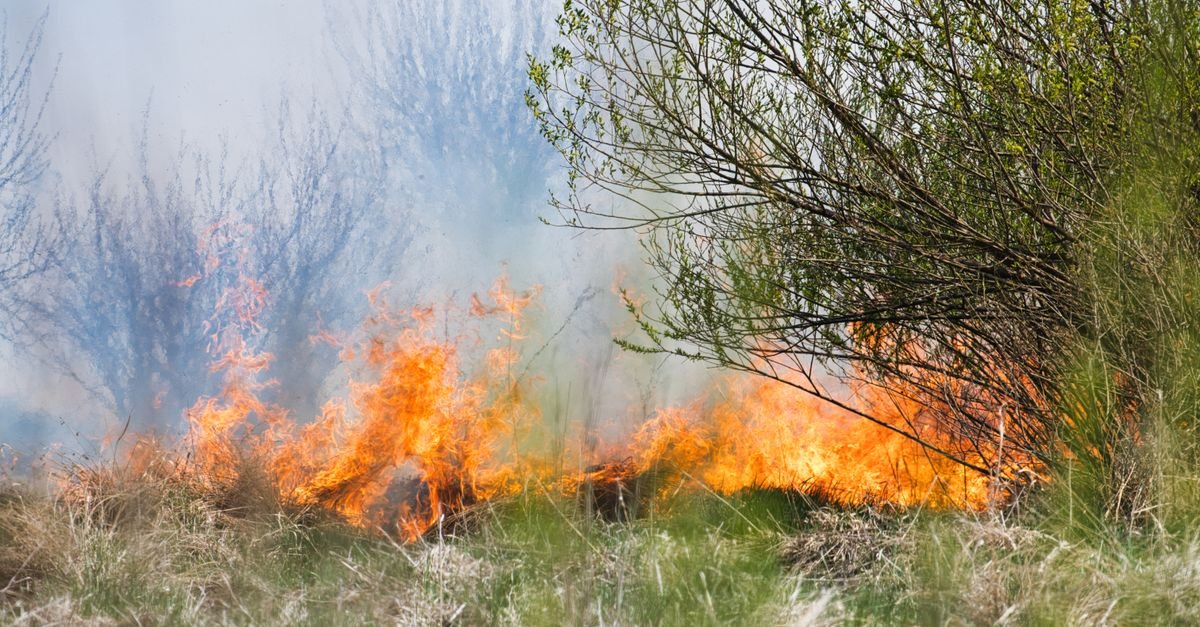 Vegetacao seca em chamas as margens de area de mata