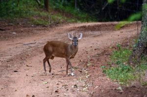 Veado-catingueiro em estrada de terra próxima à mata