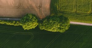 Vista aérea de área rural com talhões de plantio e faixa de árvores