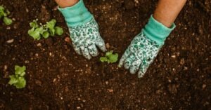 Mãos com luvas de jardinagem plantando mudas em canteiro de terra escura