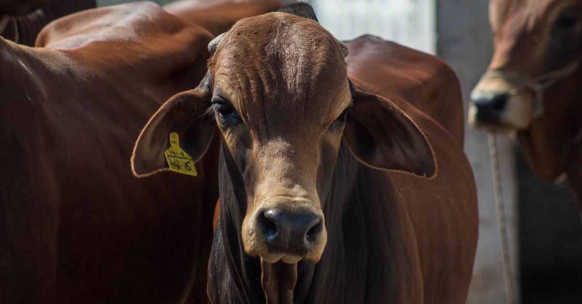 Boi da raca brahman de pelagem marrom visto de frente em curral de exposicao agropecuaria