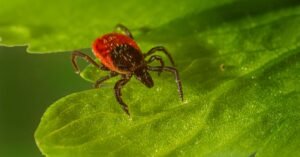 Carrapato de corpo avermelhado sobre folha verde em imagem macro