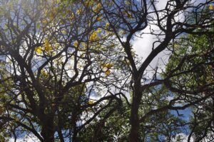 Copa de ipê-amarelo com galhos sem folhas e flores amarelas contra o céu azul no Parque Nacional de Brasília