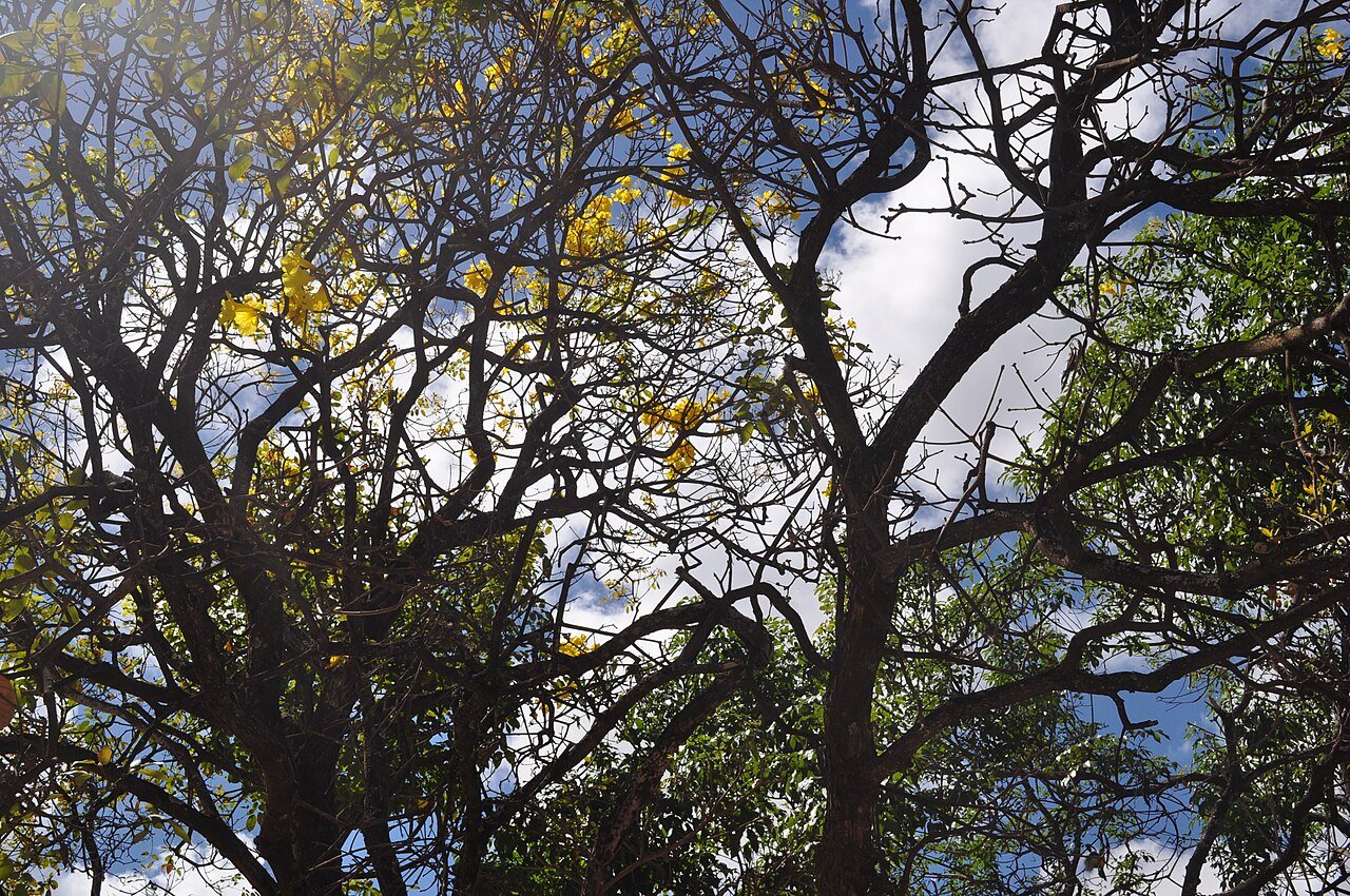 Copa de ipê-amarelo com galhos sem folhas e flores amarelas contra o céu azul no Parque Nacional de Brasília