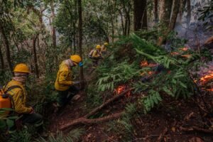 Brigadistas de uniforme amarelo combatem focos de incêndio em área de vegetação